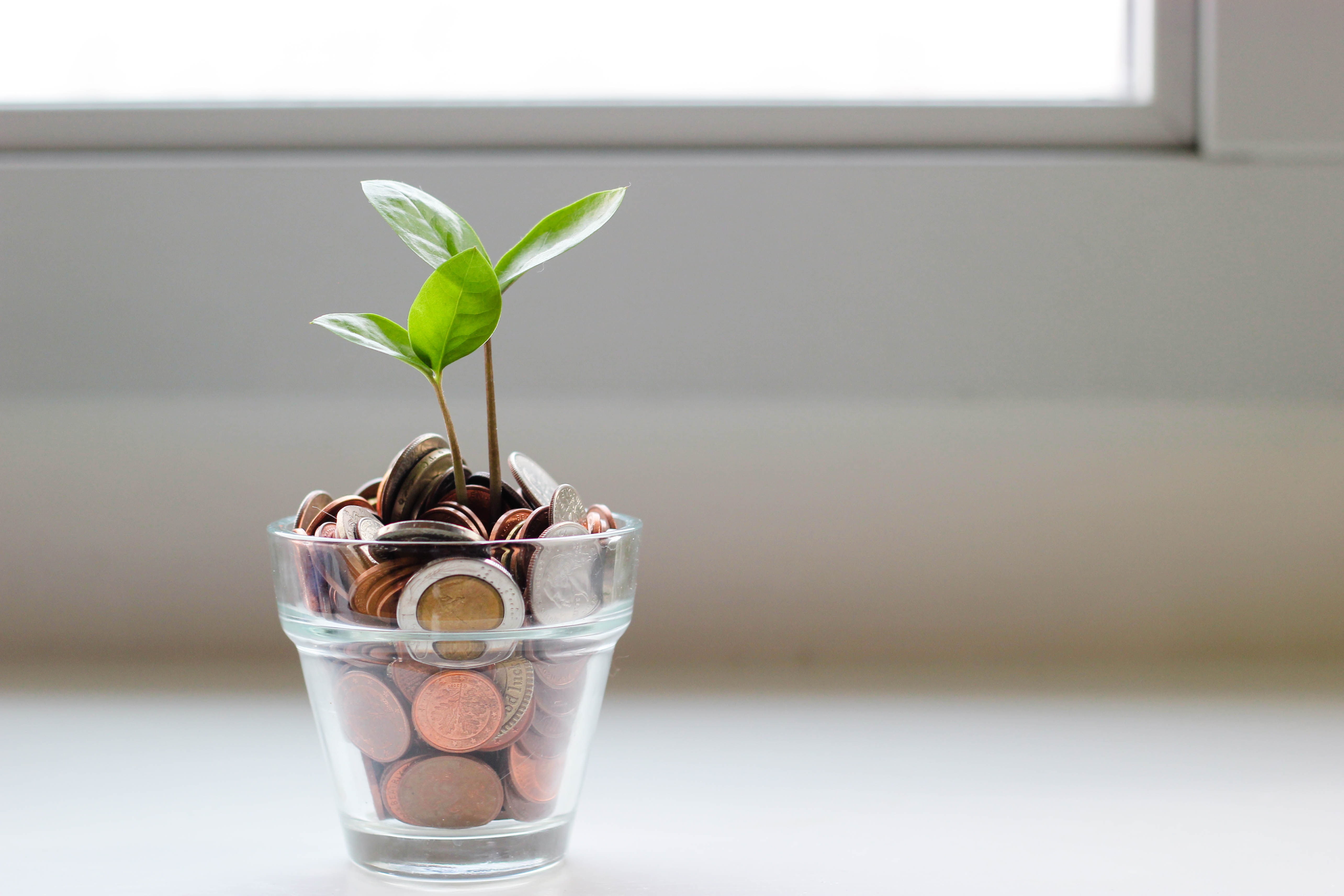 A small plant growing out of a pot of coins near a window. 